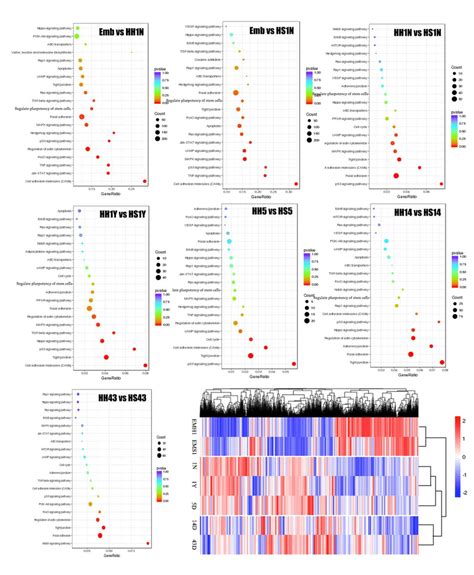 Kegg Enrichment Analysis Based On Degs Of Each Development Stage And