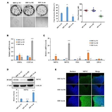 Hypoxia Inducible Factor Hif Regulates Hipsc Pluripotency