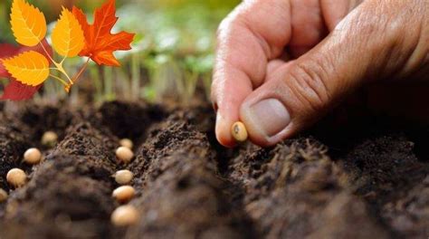 Que Planter En Octobre Au Potager L Gumes Qui Poussent Facilement