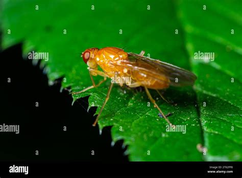 Male Common Fruit Fly Drosophila Melanogaster Sitting On A Blade Of Grass With Green Foliage