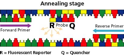 The Pcr Procedure Sgs Forensic Laboratories