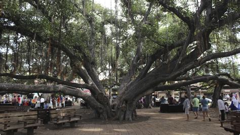 Year Old Banyan Tree Largest In Us Imported From India Damaged In