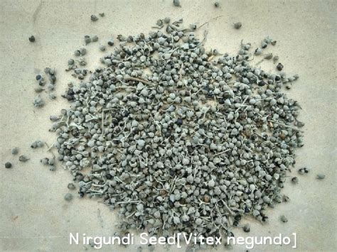 Nirgundi Seeds Supplier,Wholesale Nirgundi Seeds Supplier from Gwalior ...