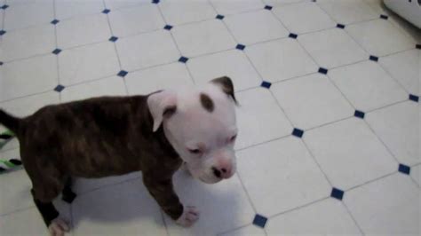 Adorable 6 Week Old Pitbull Puppy Taken In Named Fudge Youtube