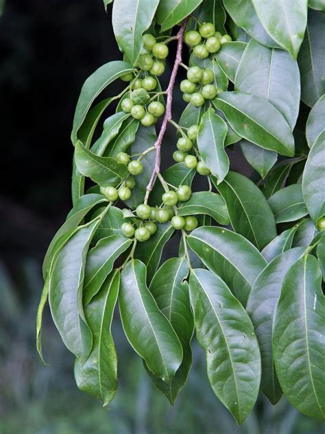 Ciruelillo Rboles De Colima Euforbias Biodiversity All