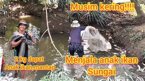 Musim Kering Terus Mencari Anak Ikan Di Sungai Menjala Anak Ikan