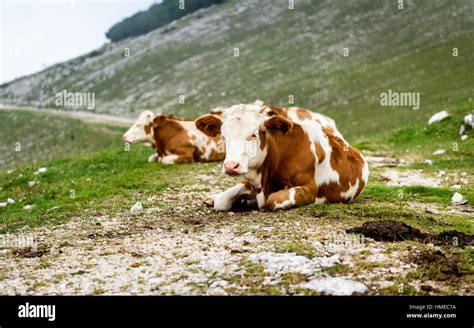 Free Range Cattle Cows On High Mountain Green Pasture Organic Breeding