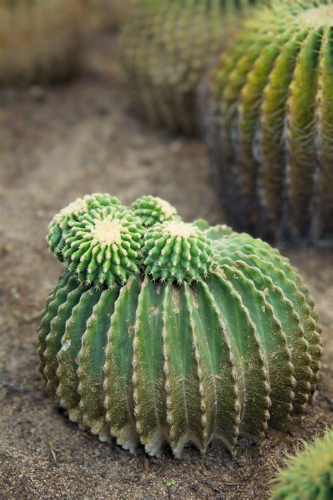 cacti plant garden  photo  pixabay