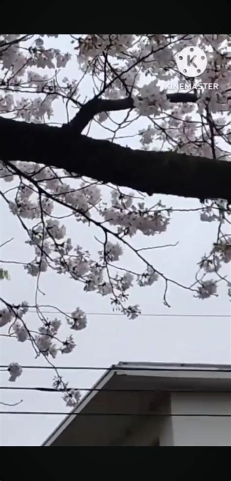 さんぽを弾きながら花散らしの大雨の中、桜を見ながら通勤。 わかったできたの笑顔がやる気スイッチを押すこじんまりしたこじま塾。