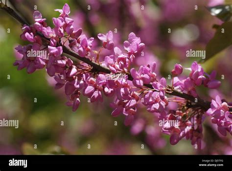 Redbud bäume hi res stock photography and images Alamy