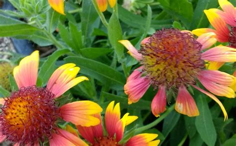 Indian Blanket Gaillardia Pulchella At Native Plant Nursery