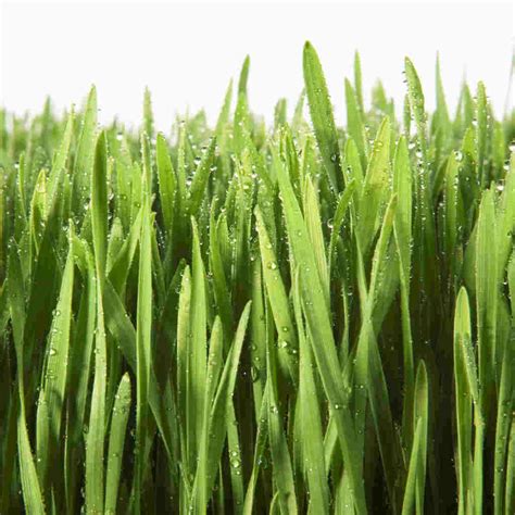 Grass clipart 10 - WikiClipArt