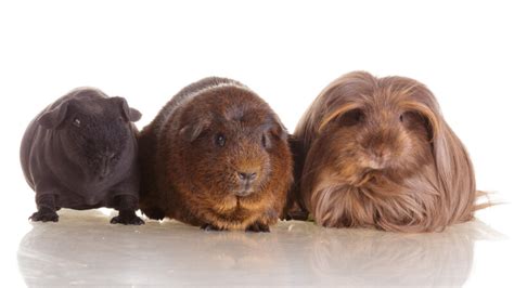 Guinea Pig Breed Guide Petsoid