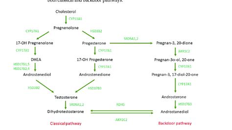 Human steroidogenesis pathway [34,103,105-107,110,111]. | Download ...