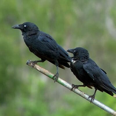 Torresian Crow (Corvus orru) :: BirdWeather