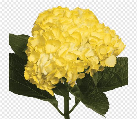 Hortensia Color Amarillo Azul Claro Claro Azul Color Flor Png