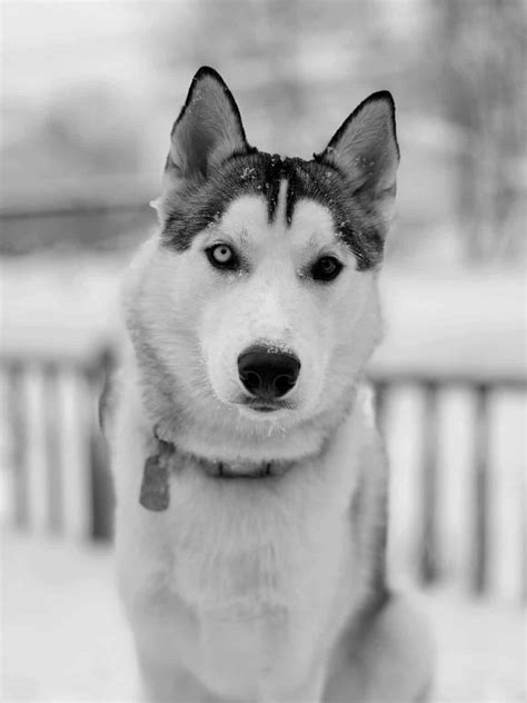 25 Unusual Siberian Husky Coat Colors & Patterns