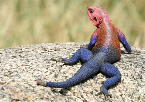 Agama Lizard Animals World