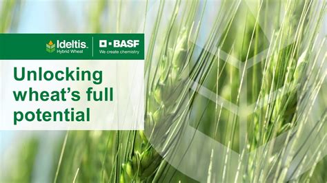 Ideltis Hybrid Wheat From BASF YouTube