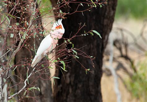 Birds of Australian Outback and Where to See Them - The Wildlife Diaries