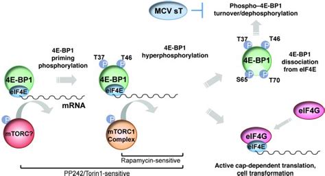 Jci Human Merkel Cell Polyomavirus Small T Antigen Is An Oncoprotein Targeting The 4e Bp1