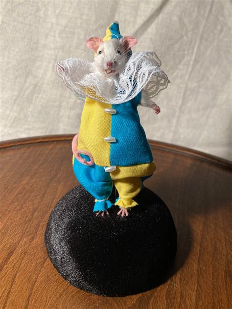 Clown Mouse, Taxidermy Mouse, Taxidermy Clown Mouse, Mouse Taxidermy - Etsy