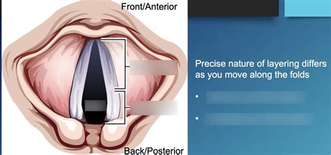 vocal folds Diagram | Quizlet