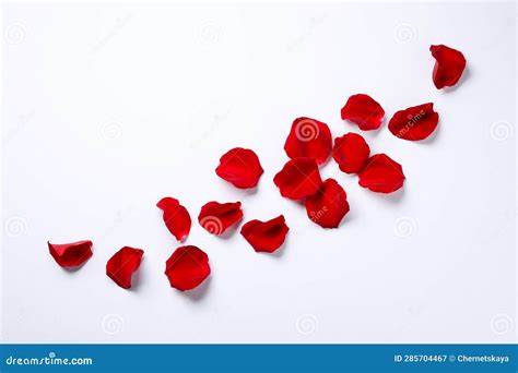 Beautiful Red Rose Petals On White Background Top View Stock Image