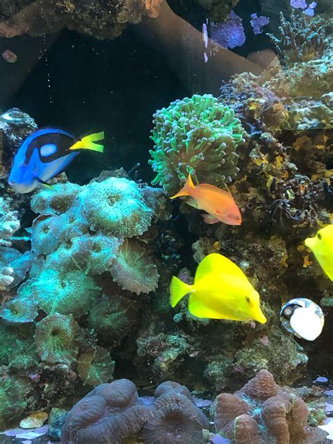 Aquarium Arts | Mesa AZ