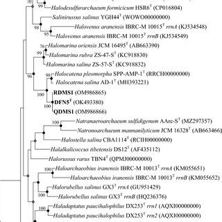 Maximum Likelihood Phylogenetic Trees Based On 16S RRNA Gene Sequences