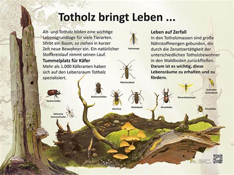 Totholz bringt Leben Ökologie Lehrtafeln Natur im Bild