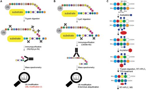 Frontiers Resolving The Complexity Of Ubiquitin Networks