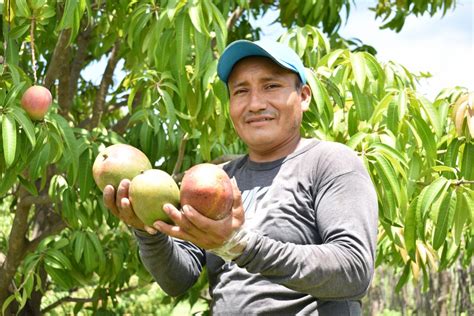 Productores De Piura Exportaron M S De Mil Toneladas De Mango