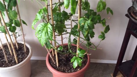 Passion Fruit Vine Indoors