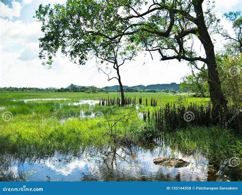 Forest Wetlands At The Lake Stock Photo Image Of Land Factor 135144358