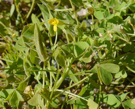 Yellow Wood Sorrel Identify That Plant