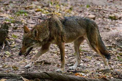 Coyote Tracks and Prints and How To Recognize Them - Floofmania