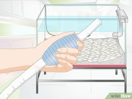 Ways To Start A Siphon Fish Tank Wikihow