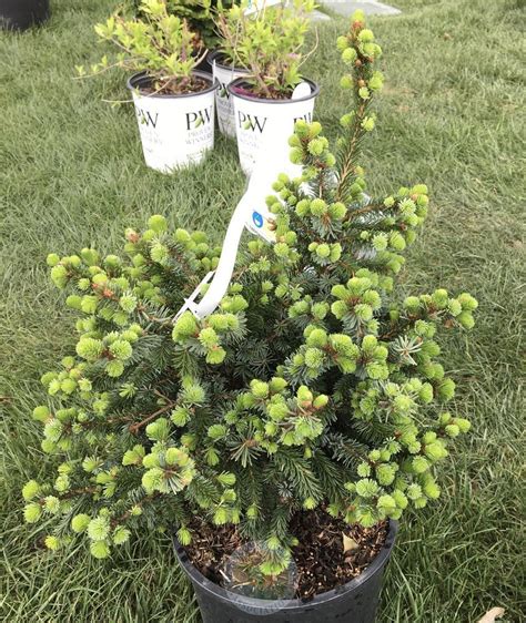 Serbian Spruce Picea Omorika De Ruyter In The Spruces Database