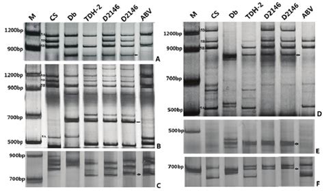 Pcr Amplification Of Molecular Markers In Wheat D Breviaristatum