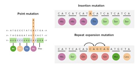 Chromosomal Mutation Examples