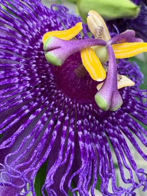 25 Passion Flower Seeds Passion Fruit Lilikoi Floral Vines Edible