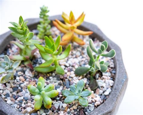 How To Master Group Potting And Succulent Arrangements Succulent