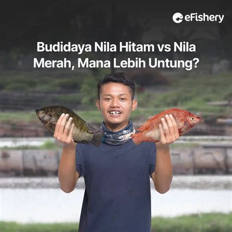 Budidaya Nila Hitam Vs Nila Merah Mana Lebih Untung