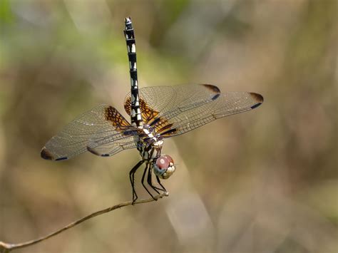 Odonata Central Odonata Central