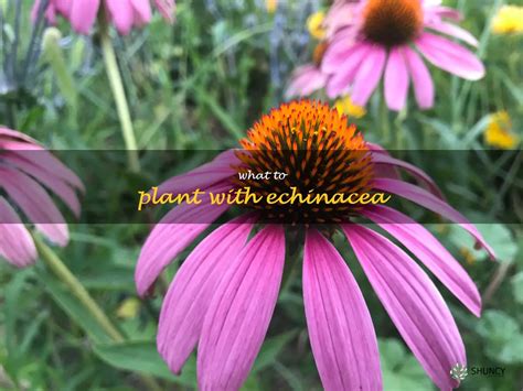 The Perfect Companion Plant For Echinacea What To Plant Now For A