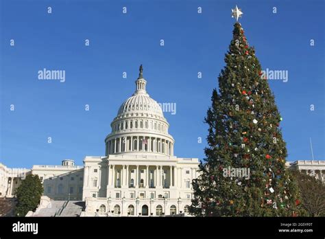 The Capitol Christmas Tree Stands In Front Of The Us Capitol Stock