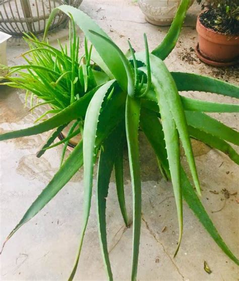 Aloe Vera Plant Drooping Reasons And Revival Tips