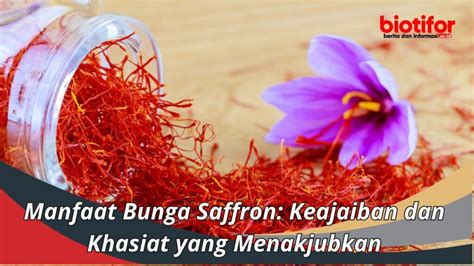 Manfaat Bunga Saffron Keajaiban Dan Khasiat Yang Menakjubkan Biotifor