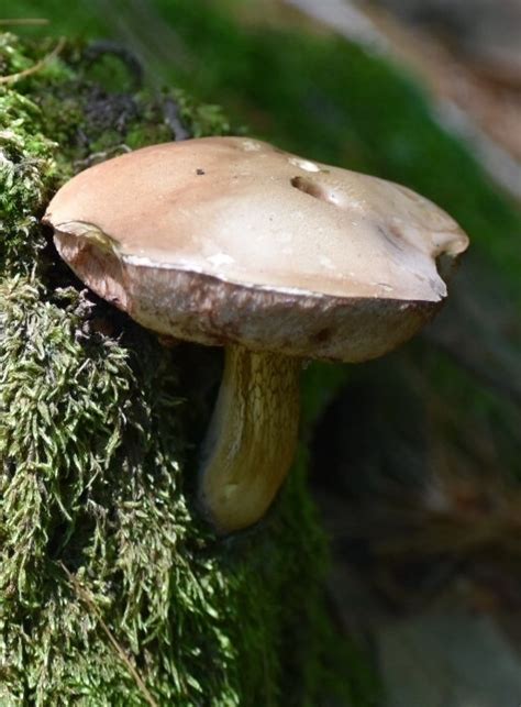 Bitter Bolete Ewa Guide To The Fungi Lichens And Slime Molds Of The